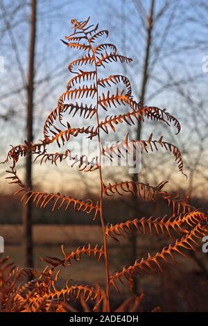 Ein Farn im Herbst, Thelwall, Warrington, Cheshire, England, Großbritannien, WA4 Stockfoto