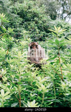 Barbary macaque im Trentham Monkey Forest gesehen. Stockfoto