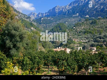 Orangenbäume beim Dorf Fornalutx, Serra de Tramuntana, Mallorca, Balearen, Spanien | Orange Bäume am Dorf Fornalutx, Serra de Tramuntana, Mallorca, Stockfoto