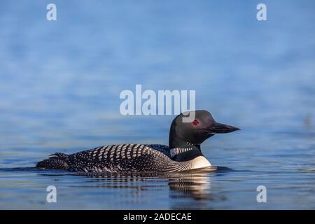 Common loon Schwimmen in einem norhern Wisconsin See. Stockfoto