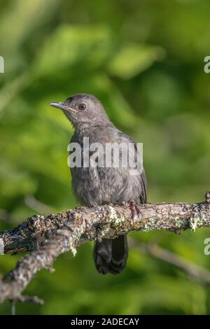 Grau catbird in Nordwisconsin. Stockfoto