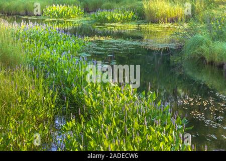 Pickerelweed wachsen in einer Wasserstraße in der chequamegon National Forest in Nordwisconsin. Stockfoto