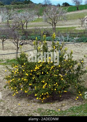 Lemon Tree auf einem Feld bei Algaida, Mallorca, Balearen, Spanien Stockfoto