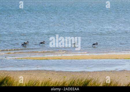 Eine Schar von Flamingos in Aveiro Lagune entlang der EuroVelo 1 Radweg in Portugal diese Route entlang der atlantischen Küste aus Nordeuropa an. Stockfoto