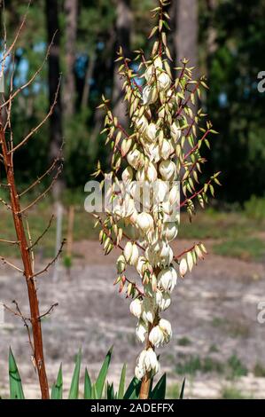 Nahaufnahme einer Blüte Yucca (Yucca Filamentosa) in Sao Jacinto Naturschutzgebiet am Ufer der Lagune von Aveiro, Portugal Stockfoto