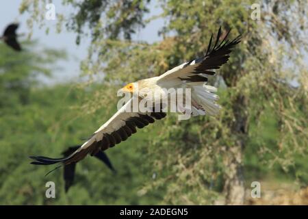 Schmutzgeier im Flug Stockfoto