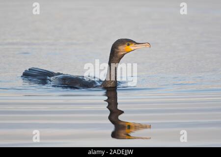 Kormoran (Phalacrocorax carbo), schwimmen im Wasser, Emsland, Niedersachsen, Deutschland Stockfoto