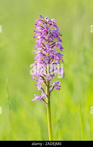 Helm-knabenkraut (Orchis militaris), Vorarlberg, Österreich Stockfoto