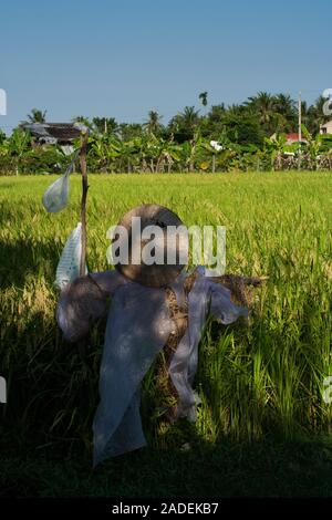 Eine typische vietnamesische Vogelscheuche mit der Ikonischen konische hat Wachen ein Reisfeld in ländlicher Welt der Ben Tre District, South Vietnam. Stockfoto