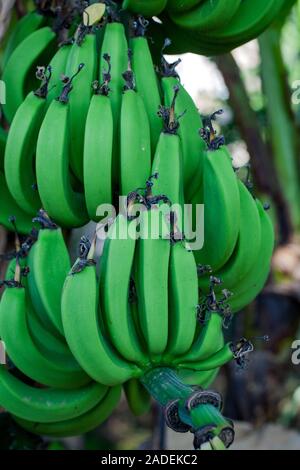 Nahaufnahme eines Bündels von grünen Bananen hängen von einem Baum in der Landschaft in den Ben Tre District, South Vietnam. Stockfoto