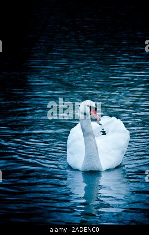 Weißer Höckerschwan schwimmen in einem See Stockfoto