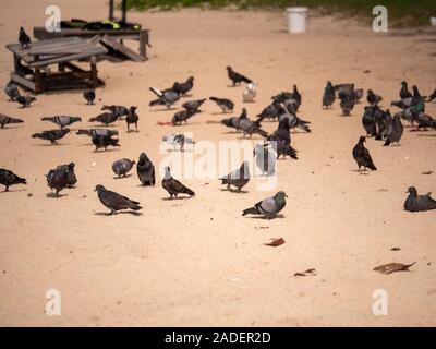 Tauben zu Fuß am Strand essen und whaite herum hängen Stockfoto