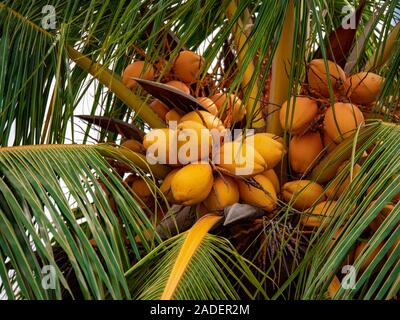 Kokosnüsse hängen am Baum geschossen in malaysischen Inseln Sandstrand, grüne Bäume natürliche Tag close up Stockfoto