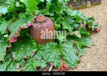 Große Rhabarberpflanze und traditioneller Terrakotta-Zwangstopf für eine frühere Tasserlese. Northamptonshire, Großbritannien Stockfoto