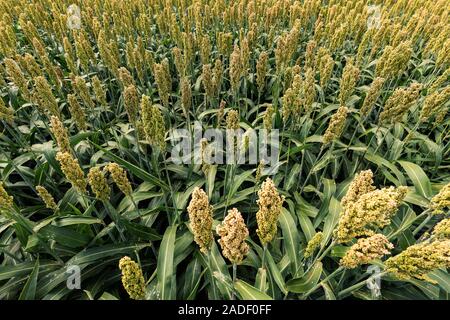 Sorghum bicolor Getreidefeld. Diese Anlage ist für Nahrung, Viehfutter, Herstellung von alkoholischen Getränken und Biokraftstoff gewachsen Stockfoto