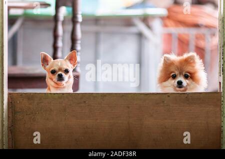 Nette junge Chihuahua Welpen und pomeranian Hund Paar hinter Zaun Blick auf Kamera mit neugierigen Augen Stockfoto