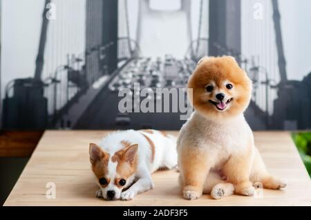 Nette junge Flauschigen Haar Pomeranian und Chihuahua hunde sitzen auf Holz Tisch mit glücklichen Gesicht. Cute pet menschlichen Freund Konzept Stockfoto