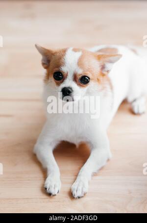 Nette junge weiches Haar Chihuahua Hund suchen zu Kamera mit neugierigen Gesicht. Cute pet menschlichen Freund Konzept Stockfoto