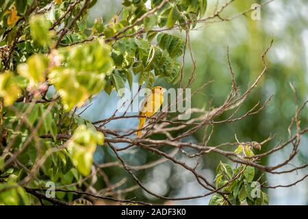 Gelber kanarienvogel auf einem Baum mit grünen Töchtern auf einem Sonniger Tag in brasilien Stockfoto