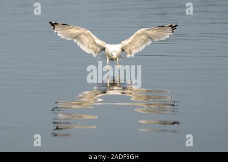 Caspian Gull (Larus cachinnans) gerade in der oder Delta in Polen gelandet, Europa. Blauen Hintergrund. Reflexion Stockfoto