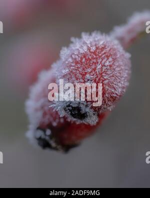 Hagebutte (Rosa) bedeckt mit Eis. Rote Hagebutten Makro im Winter unter Frost in der Kälte. Eiskristalle. Herbst Hintergrund. Stockfoto