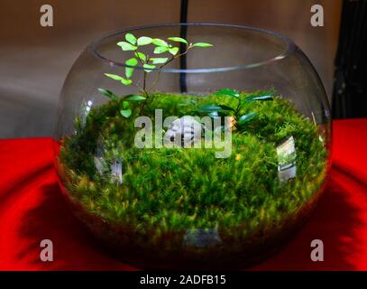 Steinerne Statue von lächelnden Jizo (Jizo Bosatsu) mit grünem Moos in einem Glas Vase. Stockfoto