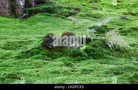 Statuen von lächelnden Jizo Bosatsu mit grünem Moos im Zen Garten in Sanzen-in Tempel, Kyoto, Japan. Stockfoto