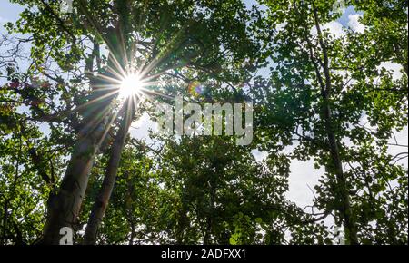 Schönen Morgen sunburst durch hohe grüne Bäume gesehen. Stockfoto