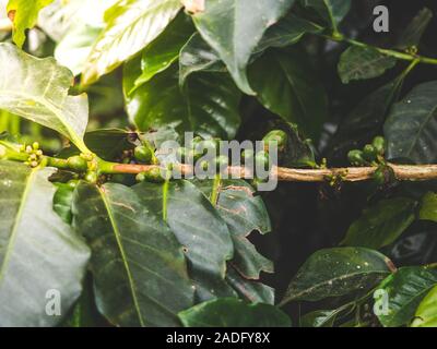 Bohnen Kaffee Anlage in kolumbianischen Kaffee Plantage Stockfoto