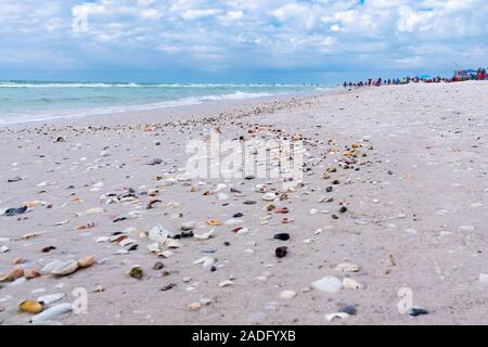 Muscheln auf der Siesta Key Beach an der Westküste von Florida, berühmt für unberührte weiße Sandstrände und sonnige Wetter das ganze Jahr über Stockfoto