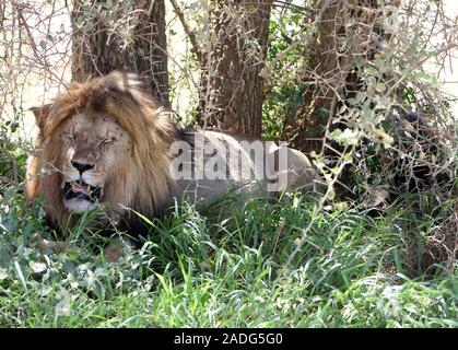 Ein männlicher Löwe (Panthera leo), sein Bauch aufgebläht aus einer letzten Mahlzeit, ruht in den Schatten eines Baumes, wo es gezogen hat die Überreste des Tieres Es ha Stockfoto