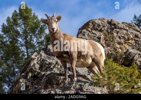 Bighorn Schafe aus Kanada Stockfoto