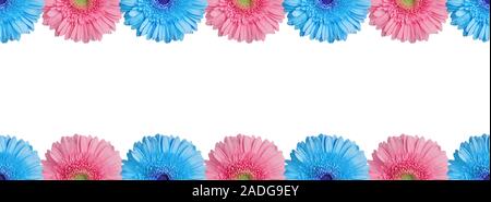 Hellblau und Rosa Hälften Gerbera Blumen Rand auf weißem Hintergrund, die Hälfte gerber Blume nahtlose Muster, dekorative Rahmen, Blumen Stockfoto