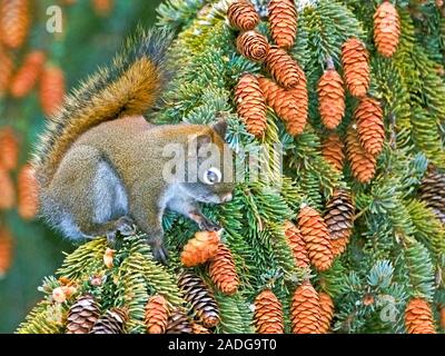 Eichhörnchen im Winter sitzen auf Zweig der Fichte, sammeln Kegel. Stockfoto