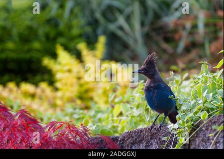 Ein bluejay steht auf einer Wand in einem Garten im Hinterhof Stockfoto