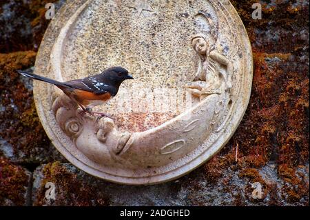 Eine rote breasted grosbeak Vogel ist auf einem Bird Feeder, hängt auf einem Garten Mauer in Moos bedeckt thront. Stockfoto