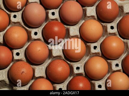 Blick von oben auf den Kartoneinsatz mit braunen Eiern gefüllt Stockfoto