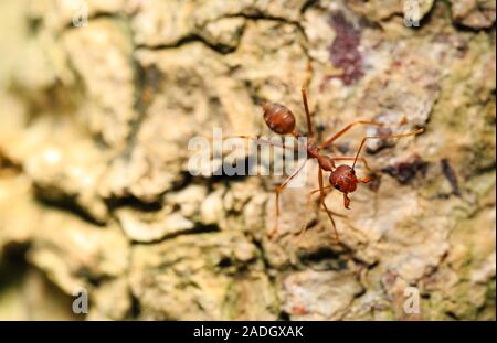 Makroaufnahme der Red Ant auf Sands Stockfoto