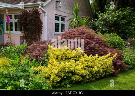 Staudenbeet mit Euonymus undulata 'Emerald'n Gold' und Acer palmatum 'Dissectum Atropurpureum' Stockfoto