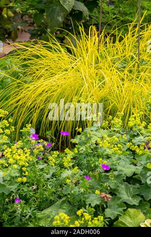 Alchemilla Mollis und Carex elata 'Aurea' Stockfoto