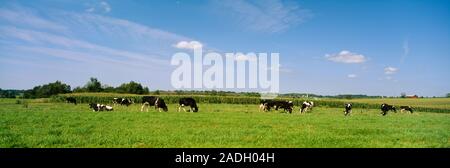 Herde von Holstein Kühe auf einer Wiese, Kent County, Michigan, USA Stockfoto