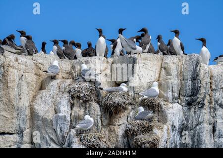 Trottellummen und Nistenden auf den Klippen von inneren Farne an der Küste von Northumberland, England Stockfoto