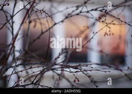 Berberitze Niederlassungen auf dem Hintergrund einer großen Fenster mit einer Reflexion der Sonnenuntergang Himmel, selektive konzentrieren. Stockfoto