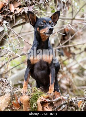 Bild von zwergpinscher in der Natur, im Herbst Stockfoto