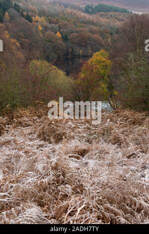 Frost auf herbstliche Bracken im oberen Derwent Valley, Derbyshire, England. Ein kalter November Morgen. Stockfoto