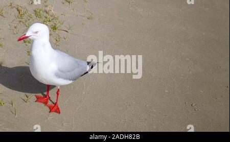 Möwe mit rotem Schnabel und Füßen am Sandstrand in Australien mit Kopierfläche Stockfoto