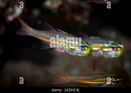 Yellow-Band Cardinalfish Ostorhinchus nanus Stockfoto