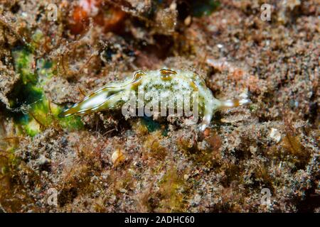 Elysia ornata Stockfoto