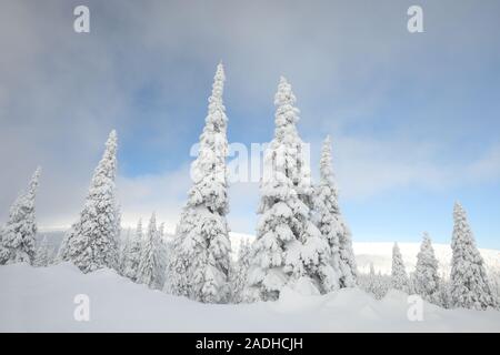 Fichte Bäume mit Schnee an einem Berghang. Stockfoto