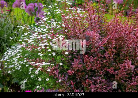 Tanacetum parthenium mit Berberis thunbergii atropurpurea f.' Rose Glow' Stockfoto